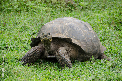 Animals. Galapagos Giant Tortoise on Santa Cruz Island in Galapagos Islands. photo