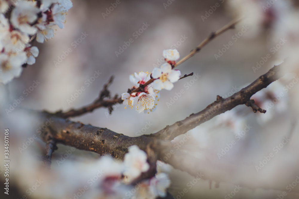 Beautiful floral spring abstract background of nature. Branches of blossoming apricot macro with soft focus on gentle light blue sky background. For easter and spring greeting cards with copy space Beautiful floral spring abstract background of nature. Branches of blossoming apricot macro with soft focus on gentle light blue sky background. For easter and spring greeting cards with copy space