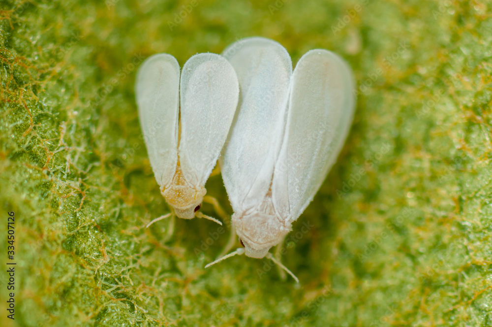 Eingeschleppte Mottenschildläuse paarend, paarende Weiße Fliegen auf ...