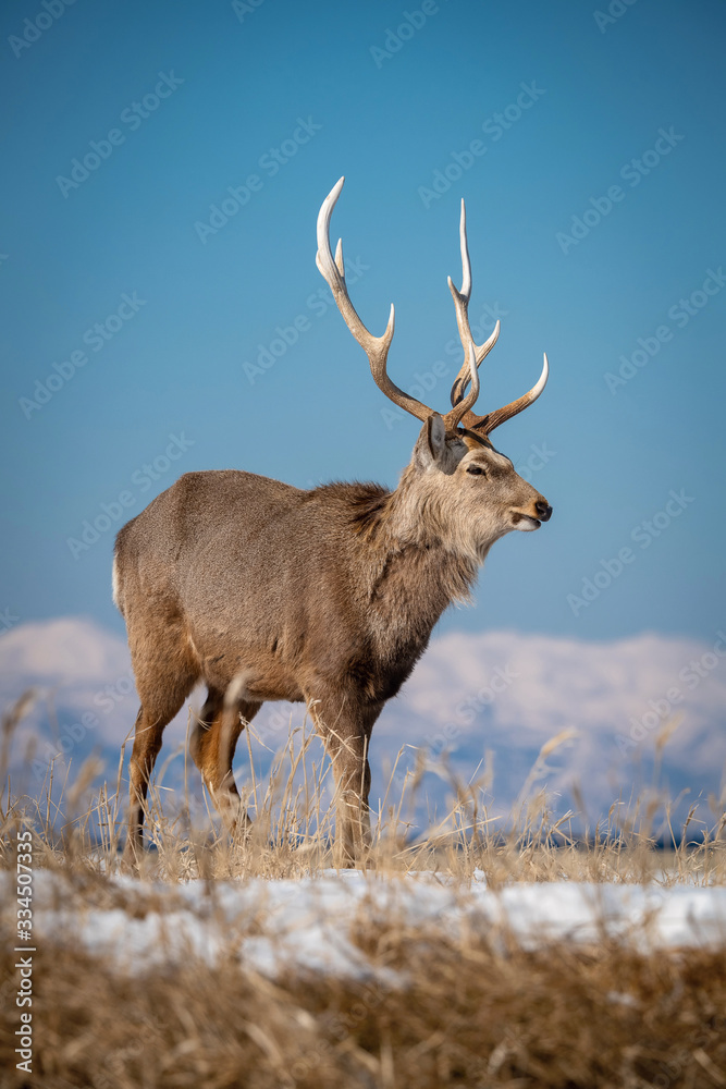 Hokkaido sika deer, Cervus nippon yesoensis The deer is standing in the cold winter environment Japan Hokkaido Wildlife scene from Asia nature. .. Hokkaido sika deer, Cervus nippon yesoensis The deer is standing in the cold winter environment Japan Hokkaido Wildlife scene from Asia nature. ..