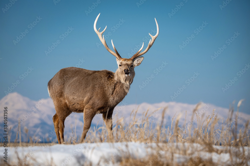 Fototapeta premium Hokkaido sika deer, Cervus nippon yesoensis The deer is standing in the cold winter environment Japan Hokkaido Wildlife scene from Asia nature. ..