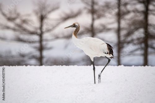 The Red-crowned crane, Grus japonensis The bird is standing in beautiful artick winter environment Japan Hokkaido Wildlife scene from Asia nature.