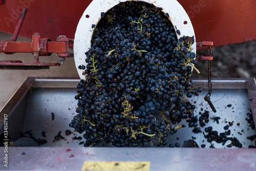 grape pressing machine working for making wine photo
