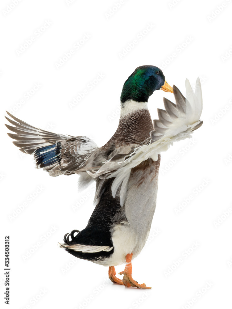 standing beautiful brown duck with spread wings isolated on a white background. standing beautiful brown duck with spread wings isolated on a white background.