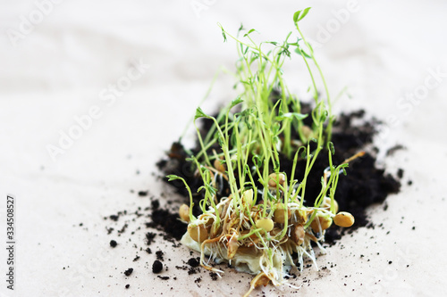 a group of green shoots growing from the soil, close-up
