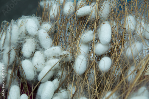 Photos cocoons of silkworm for silk making