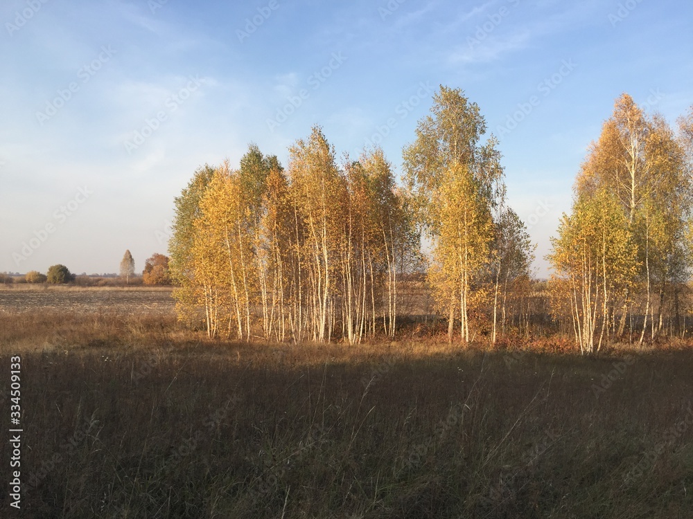 Autumn landscape with trees. Yellow trees under blue sky. Beautiful autumn sunny day in a village