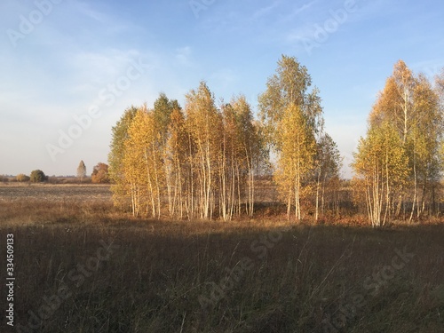 Autumn landscape with trees. Yellow trees under blue sky. Beautiful autumn sunny day in a village © zoya