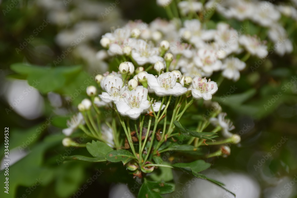 Fleurs au soleil et de nuit Fleurs au soleil et de nuit