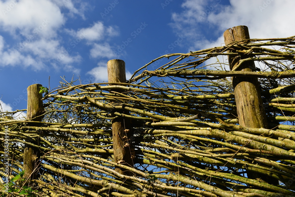 Rural fence, Jersey, U.K. Manmade Hazel woven barrier. Rural fence, Jersey, U.K. Manmade Hazel woven barrier.