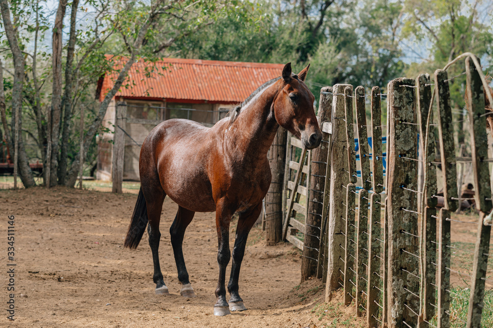 Obraz premium horse in field