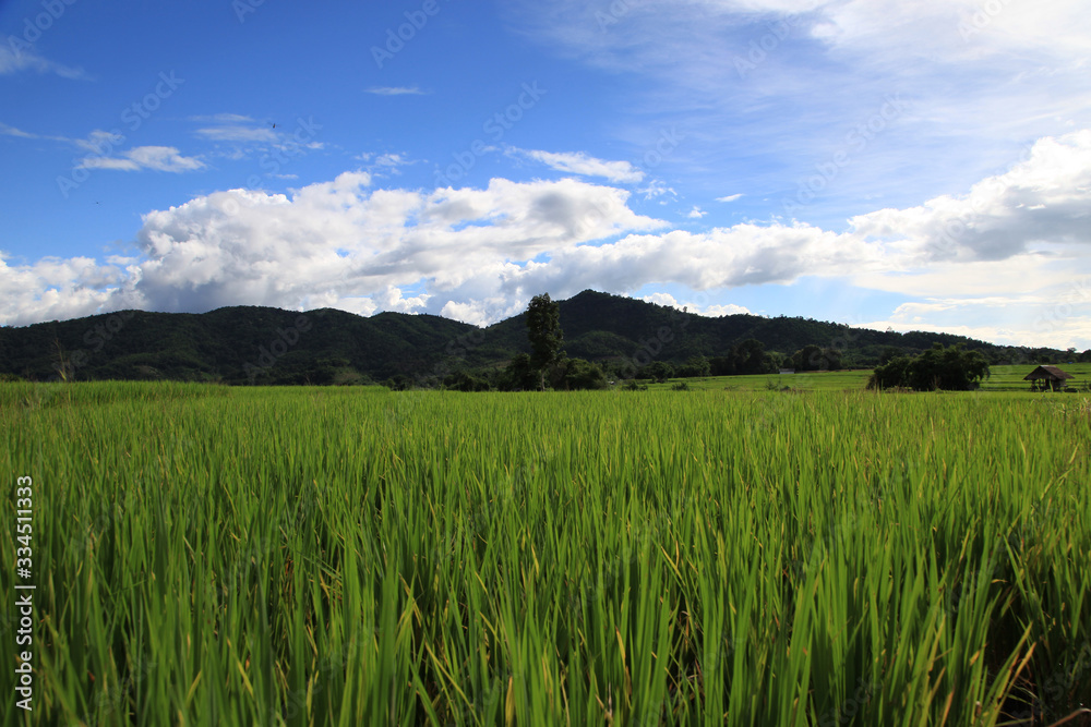 paddy field with blue sky_Thailand