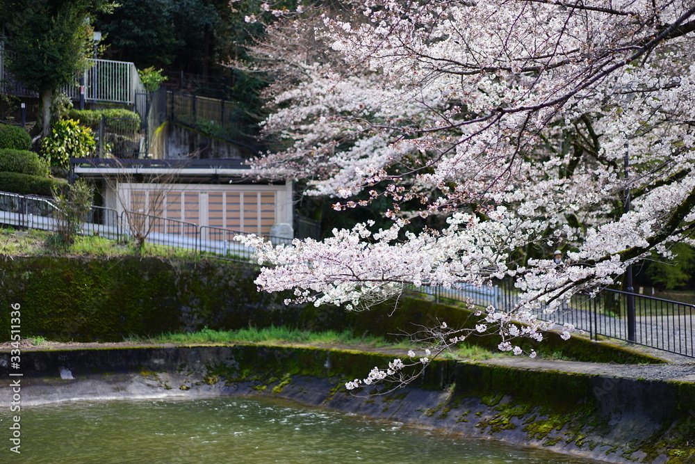 Obraz premium 桜