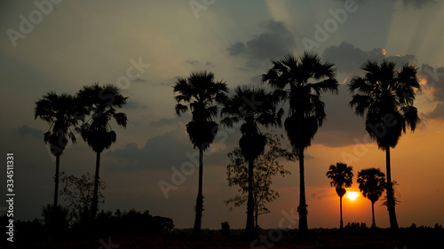 The evening sun shone through the sugar palm before leaving the sky.