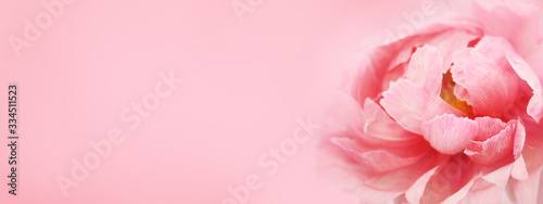 Beautiful peony flower on white background. Pink flower on rose background. Happy Mothers Day.