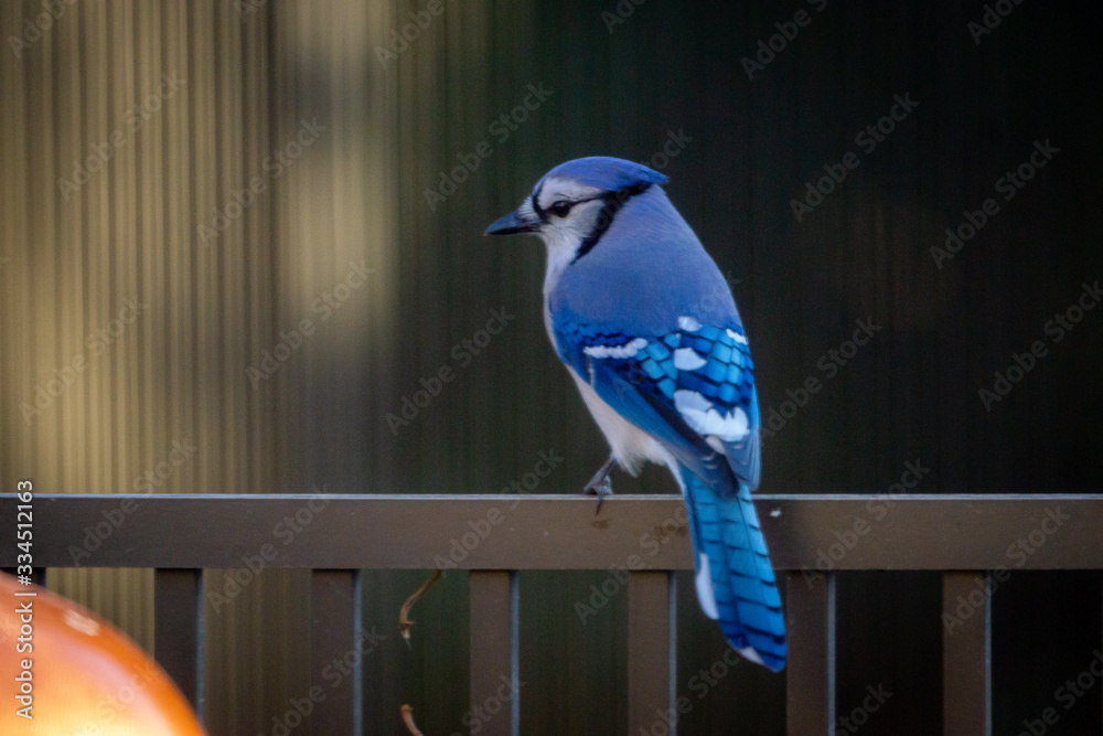 Blue Jay Stock Photo | Adobe Stock