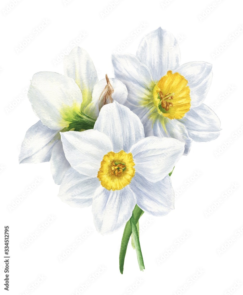 Watercolor narcissus bouquet isolated on white background, hand drawn botanical illustration. - obrazy, fototapety, plakaty 