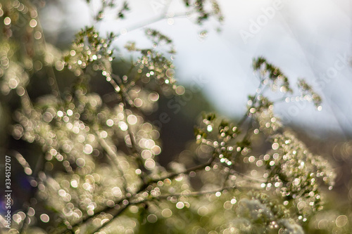 Abstract blur nature green background with beautiful bokeh