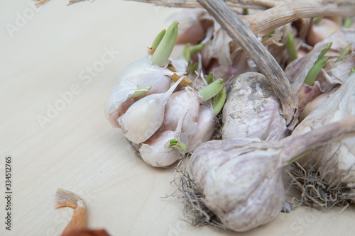 Garlic with skin and peeling on a white background . long stalks of garlic . Garlic isolated on white background .