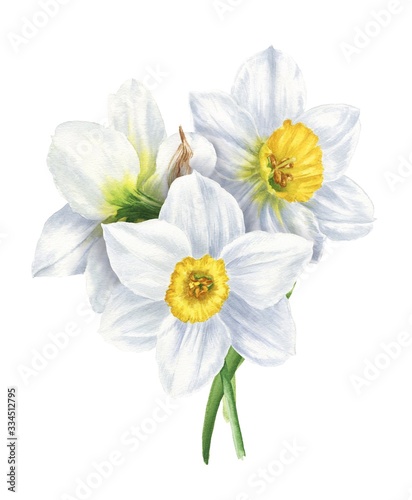 Fotografia Watercolor narcissus bouquet isolated on white background, hand drawn botanical illustration