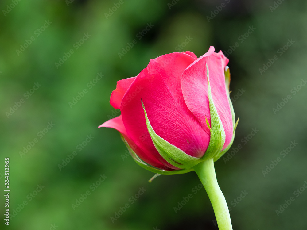 Close-up view of a Pink Hybrid T Rose Close-up view of a Pink Hybrid T Rose
