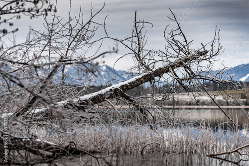Landscape of a specular reflection in the lake, a dry grass, a cane and snags in the foreground, mountains and the forest on a background, ice on water, grass is covered with hoarfrost, tranquillity