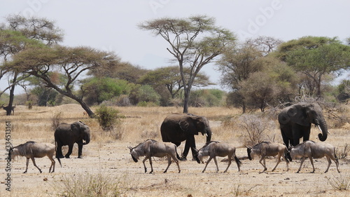 Elefanten  Gnus die in entgegengesetzter Richtung gehen  Serengeti  Tansania