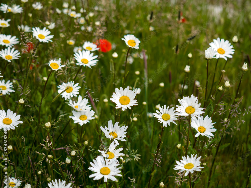 British Wildflowers near the Beach at Southwold British Wildflowers near the Beach at Southwold