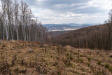 Dramatic view on the forest clear cut from the top into the valley
