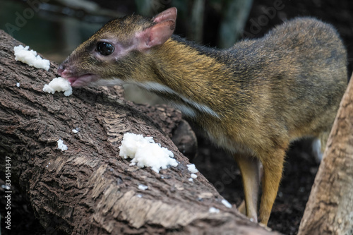Lesser Mouse-Deer (Tragulus kanchil) in the Bioparc Fuengirola photo