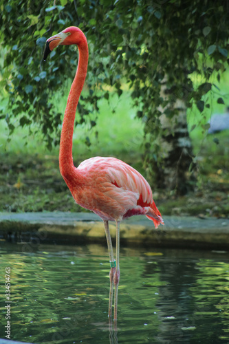 Flamant rose  m  nagerie du jardin des plantes  paris