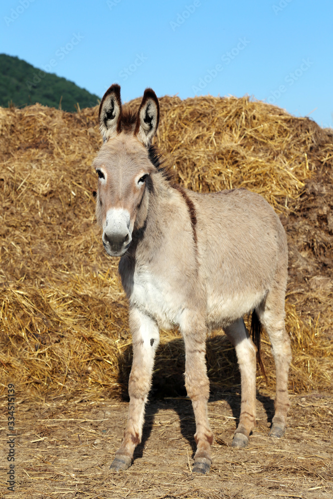 Obraz premium Donkey outdoors in nature under blue sky summertime