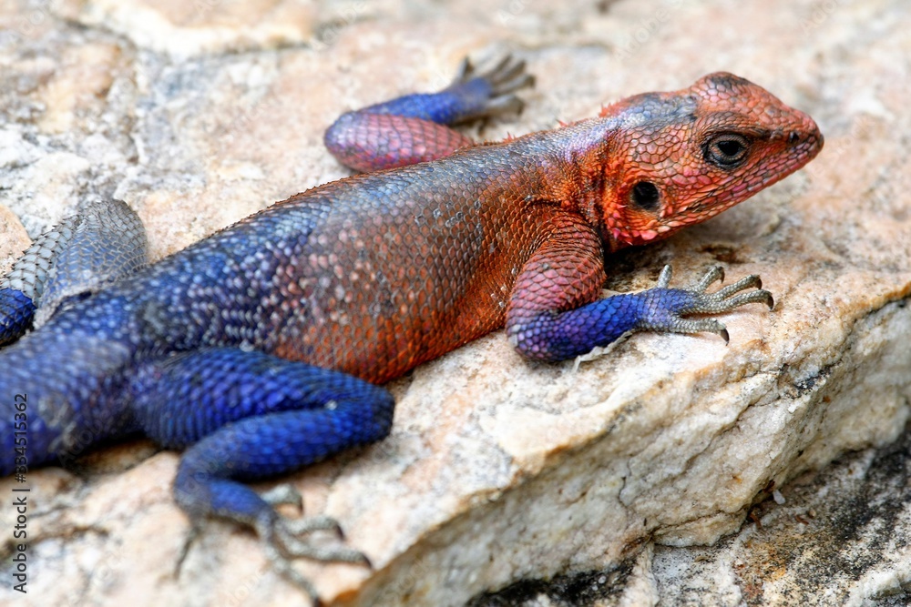 the body of agama lizard in brilliant breeding colors the body of agama lizard in brilliant breeding colors