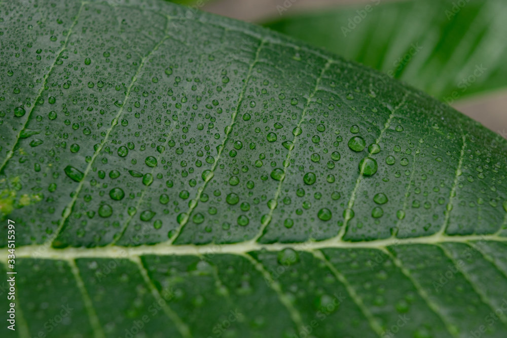 Water splash on green leaf Water splash on green leaf