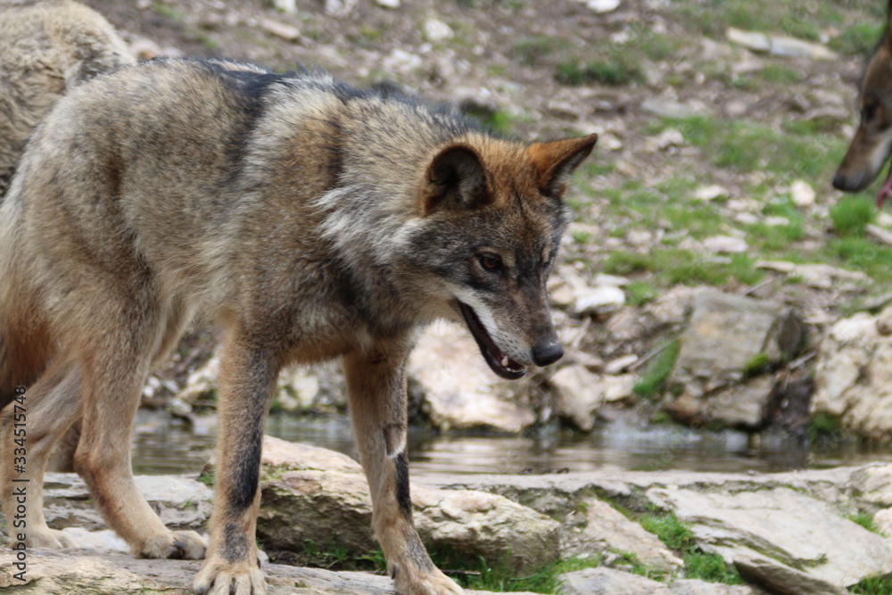 Beautiful iberian wolves in the mount playing in herd preparing the Hunt