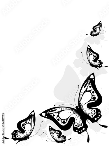 butterfly503