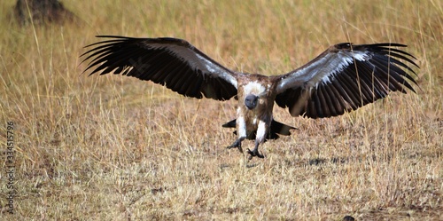 white backed vulture landing in the bush © naturespy