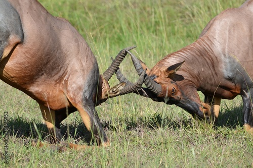 fighting topis in the mara  photo