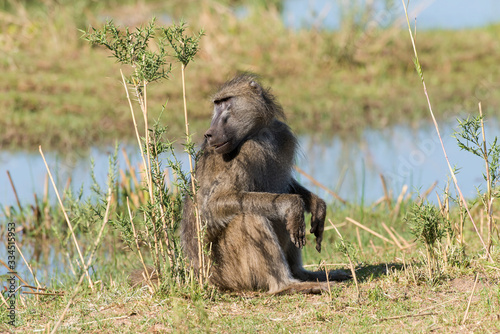 Babouin chacma, Papio ursinus , chacma baboon, Parc national Kruger, Afrique du Sud