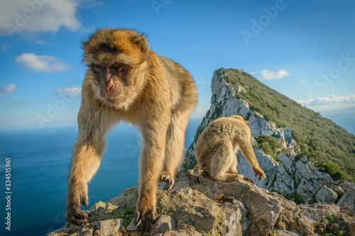 Macaques on the rock of Gibraltar