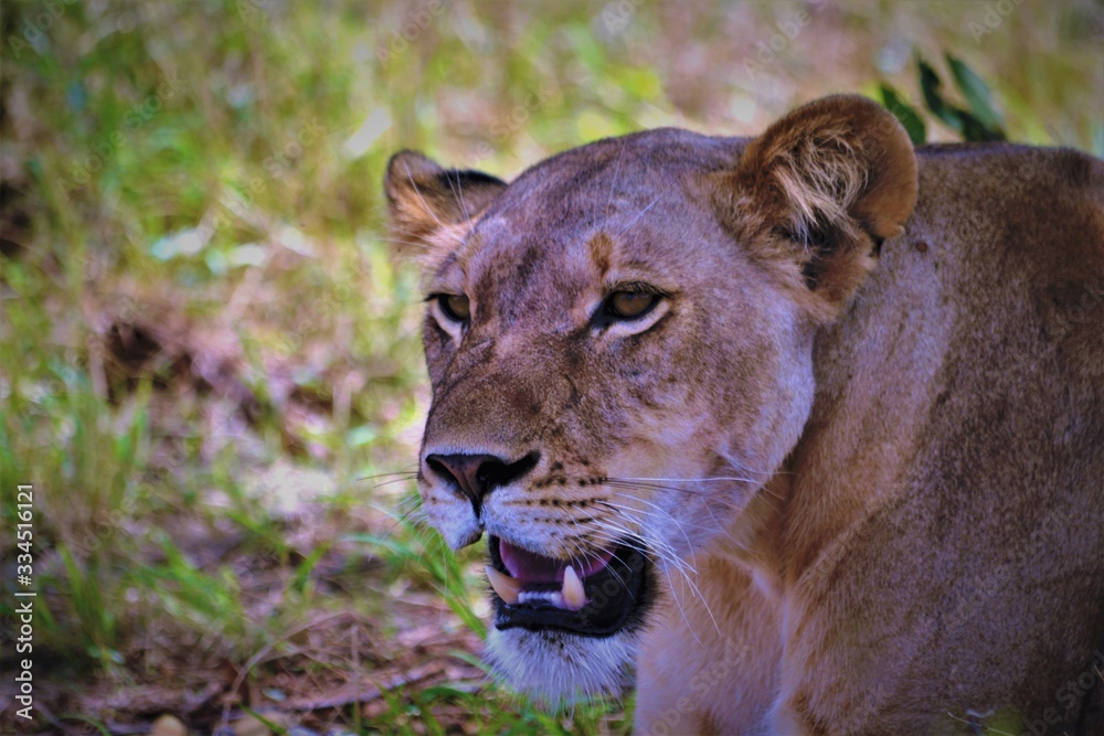 head of a lioness close up head of a lioness close up