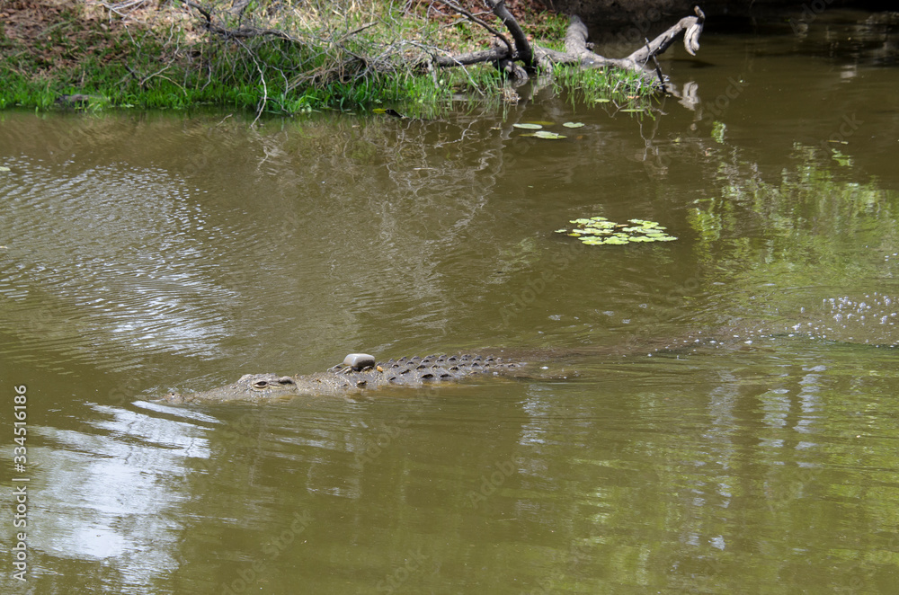 Fototapeta premium Crocodile du Nil , avec balise , Crocodylus niloticus, Afrique du Sud
