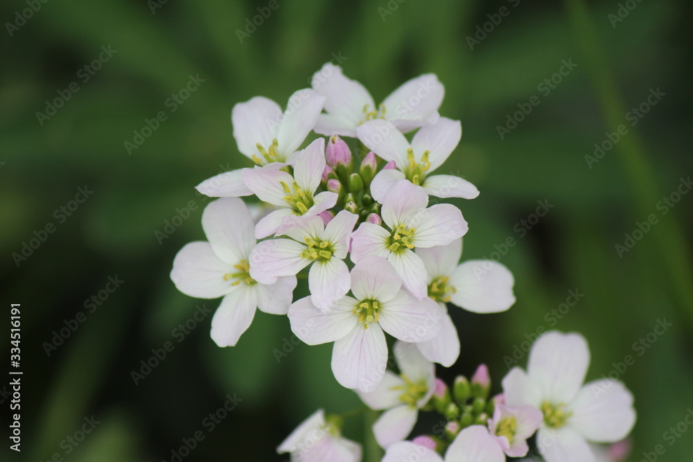 Blüte Blüte