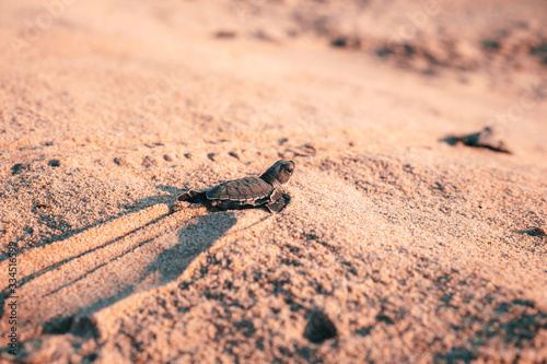 Little turtle crawling on a sandy beach