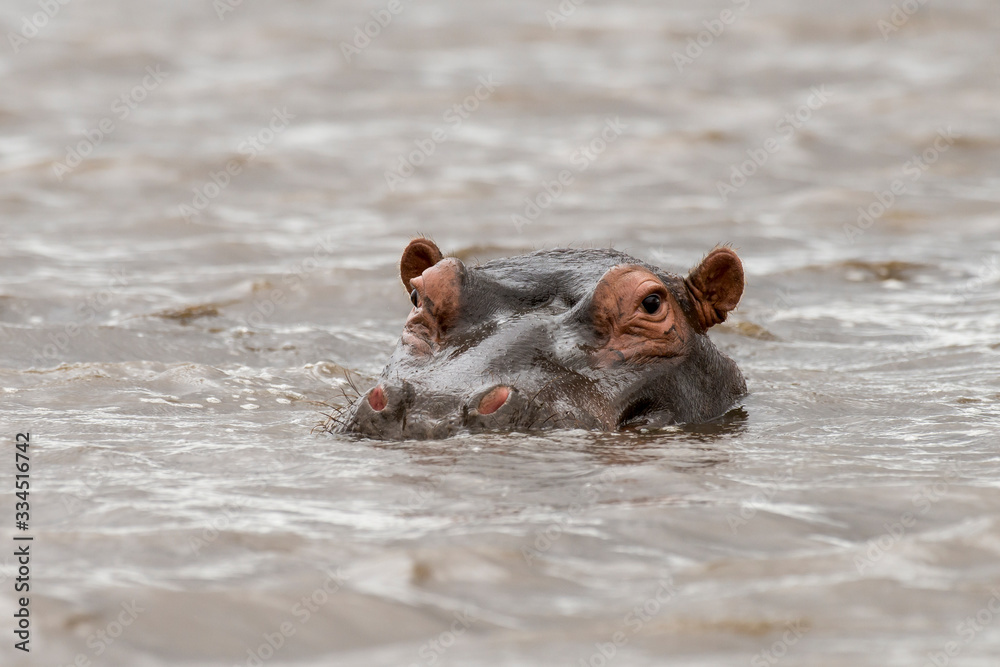 Fototapeta premium Hippopotame, Hippopotamus amphibius, Afrique du Sud