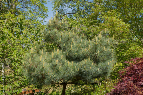 Green Foliage and Cones of a Weymouth Pine or Eastern White Pine Tree (Pinus strobus 'Compacta') Growing in a Garden in Rural Devon, England, UK photo