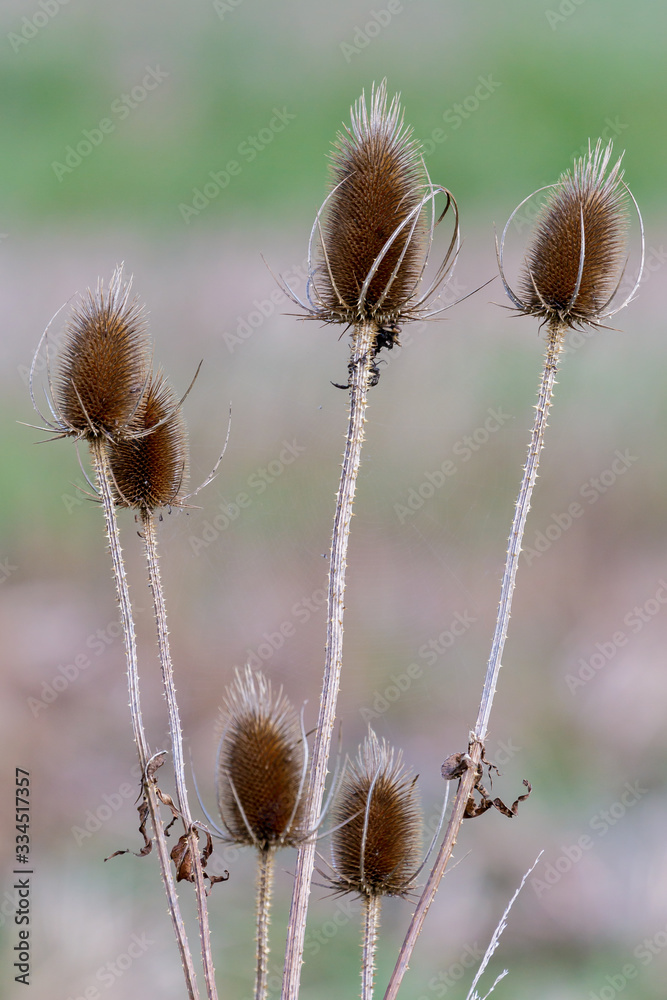 Obraz premium Teasels (Dipsacus)