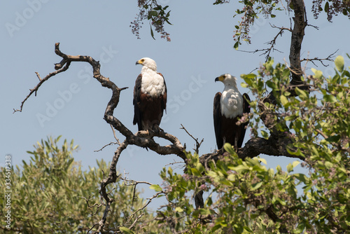 Pygargue vocifère,.Haliaeetus vocifer , African Fish Eagle, Parc national Kruger, Afrique du Sud