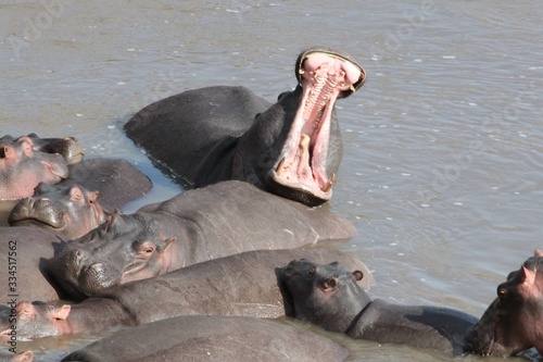 hippopotamus in water with mouth open