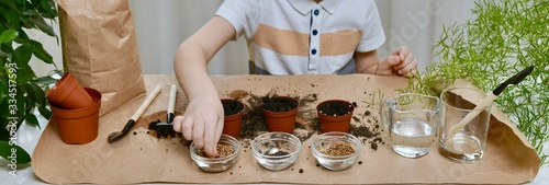  Planting beet seeds, coriander, cabbage. Hands of the child take coriander seed from a transparent bowl.